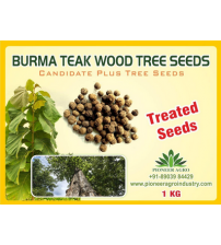 Burma Teak Wood Treated Tree Seed 1 Kg